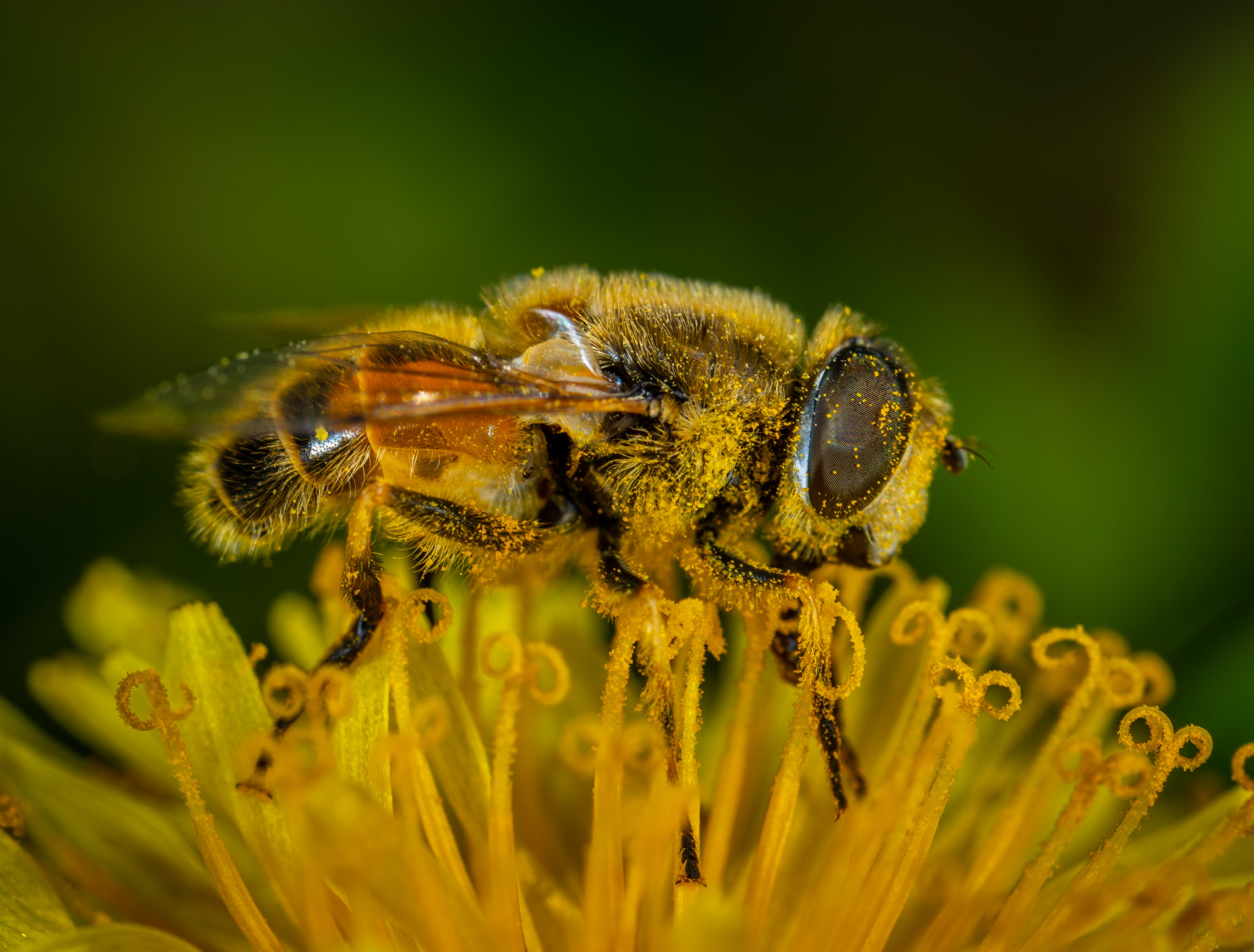 Macro Lens Bee